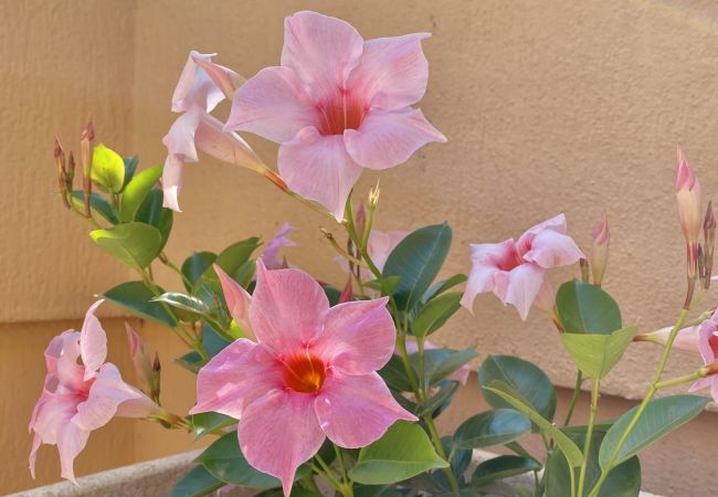 Appartamento a Menton - Attico spacioso nel centro di Mentone Appartamento a Menton - Attico spacioso nel centro di Mentone